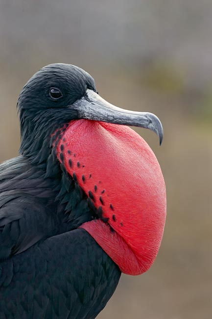 magnificentfrigatebird