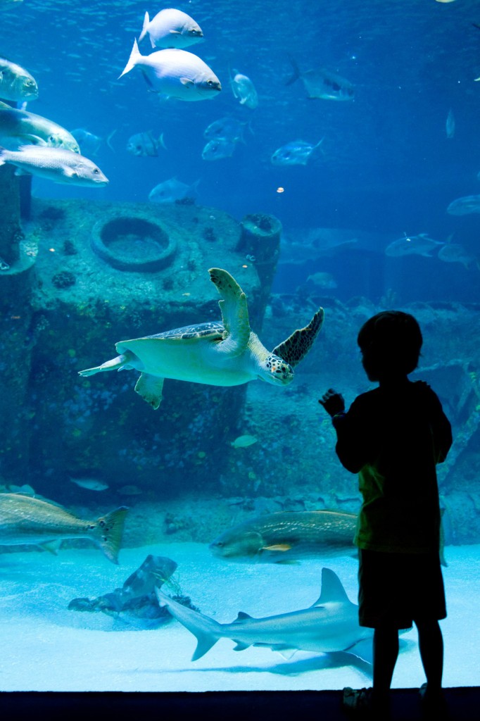 North Carolina Aquarium, North Carolina