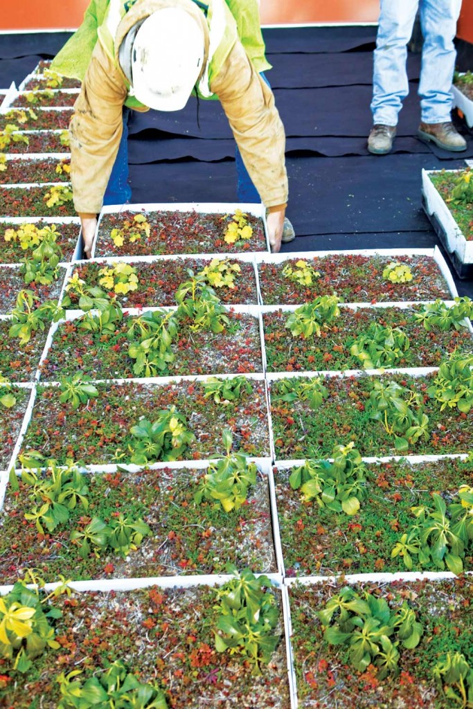 Apex Green Roofs, Eco, Garden